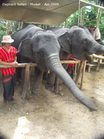 20090417 Half Day Safari - Elephant  53 of 104 